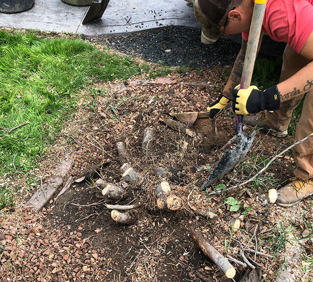 Tree Removal